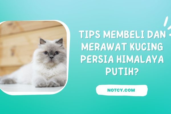 Bagaimana sih ! Tips Membeli dan Merawat Kucing Persia Himalaya Putih?
